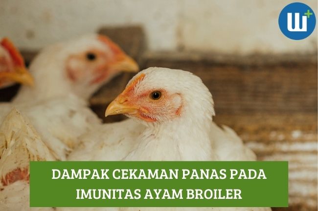 Dampak Cekaman Panas pada Imunitas Broiler